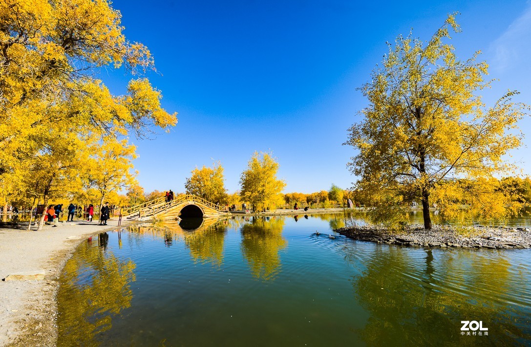 内蒙古阿拉善金塔胡杨林｛二）