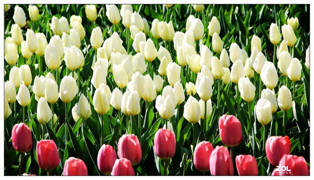 碧绿绸缎上的五彩图案