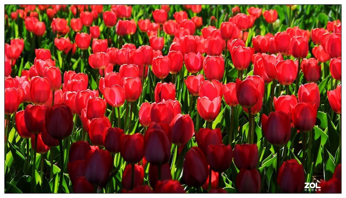 碧绿绸缎上的五彩图案