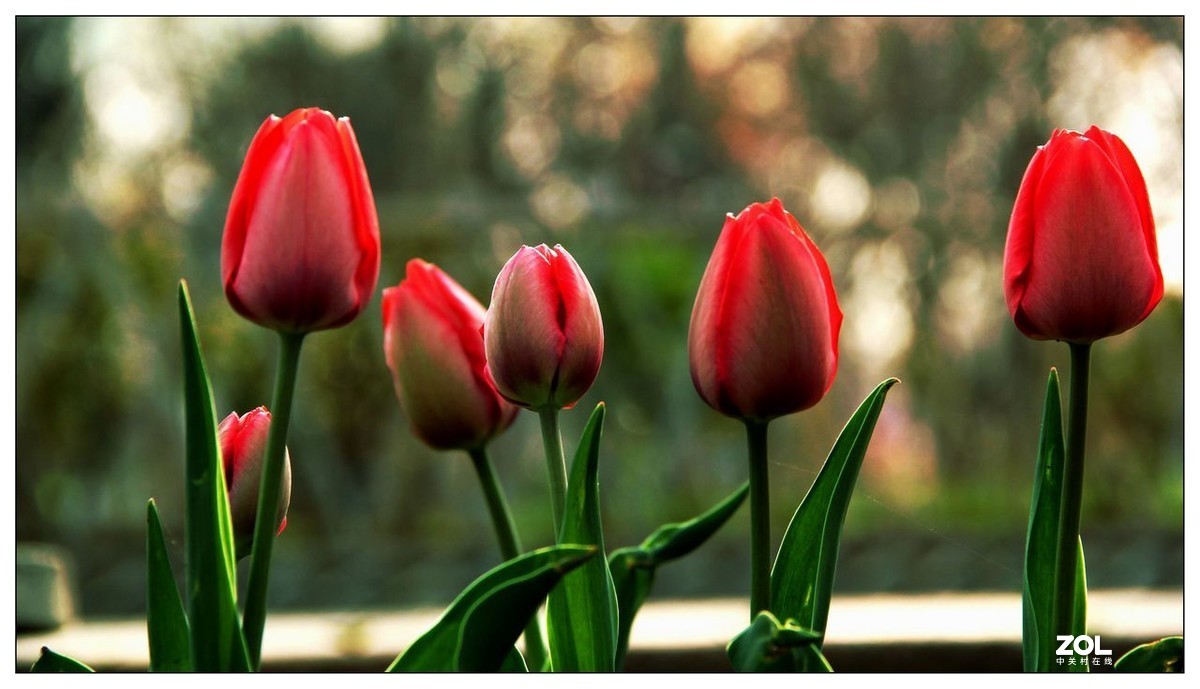 碧绿绸缎上的五彩图案