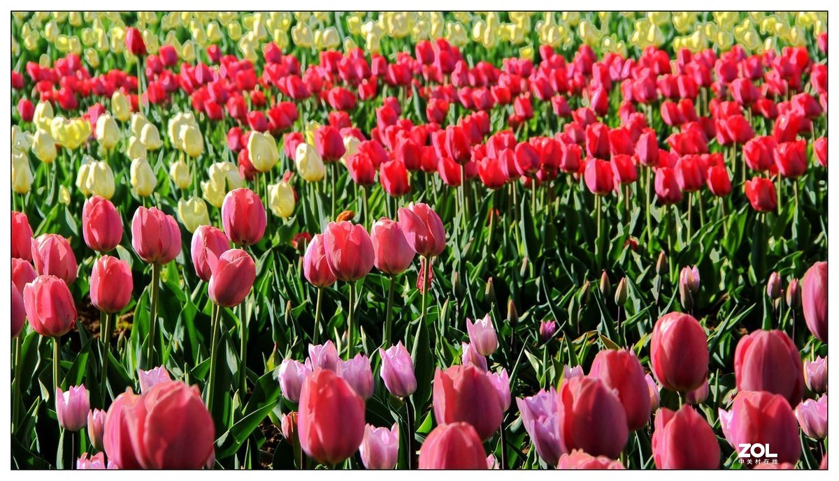 碧绿绸缎上的五彩图案