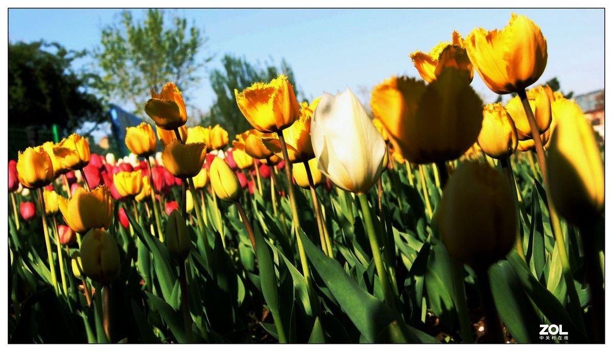 碧绿绸缎上的五彩图案