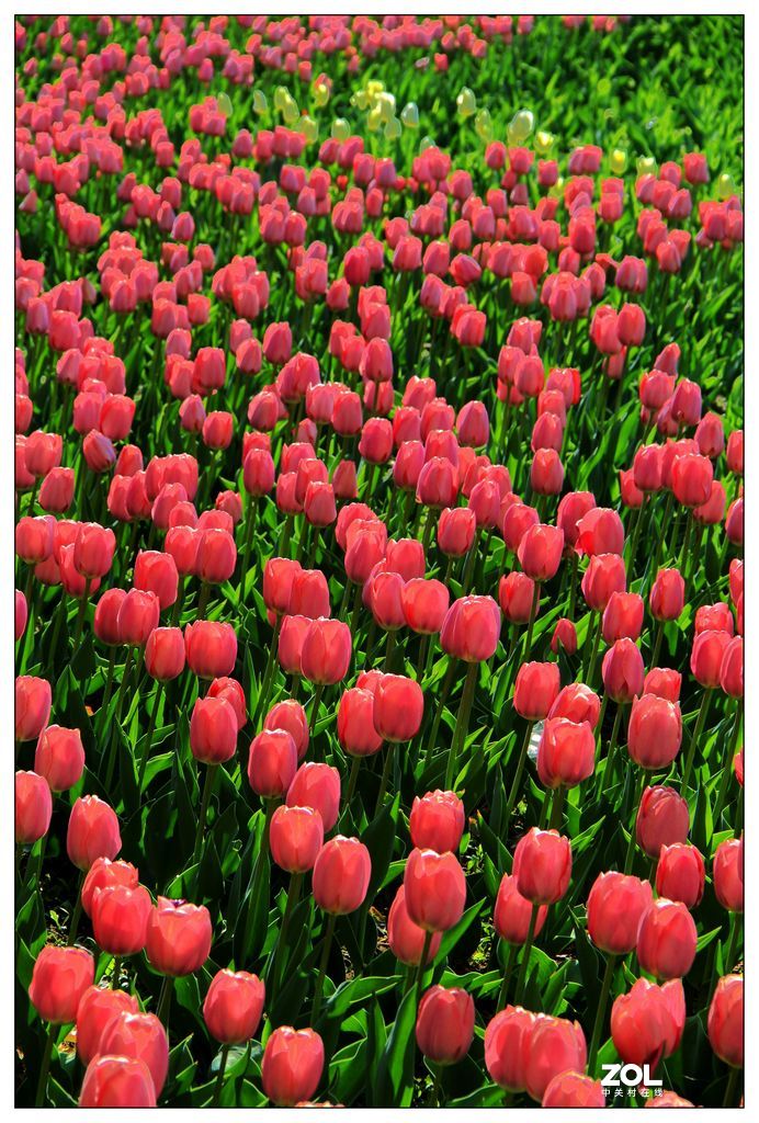 碧绿绸缎上的五彩图案