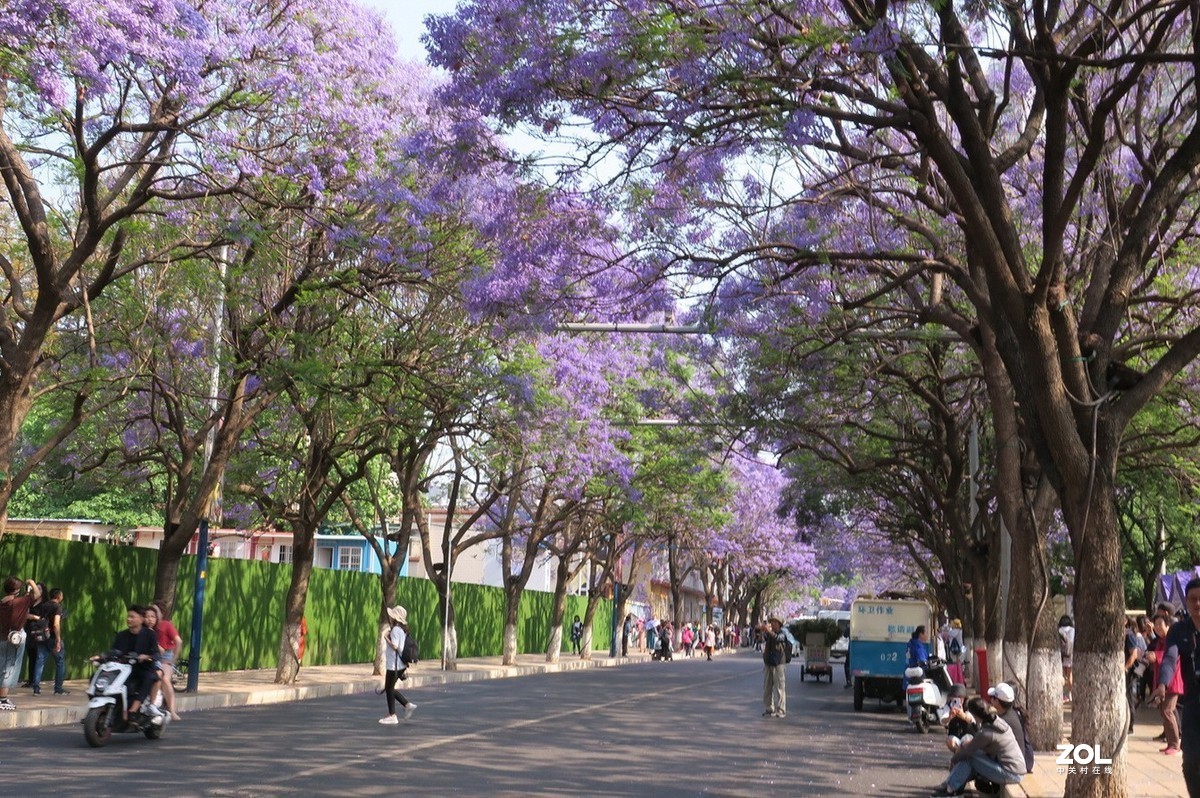 教场中路蓝花楹—4-中关村在线摄影论坛