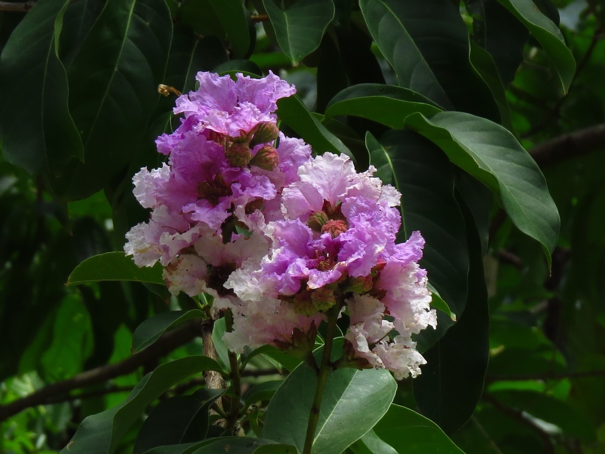 雨后复见阳光，不知名的花。
