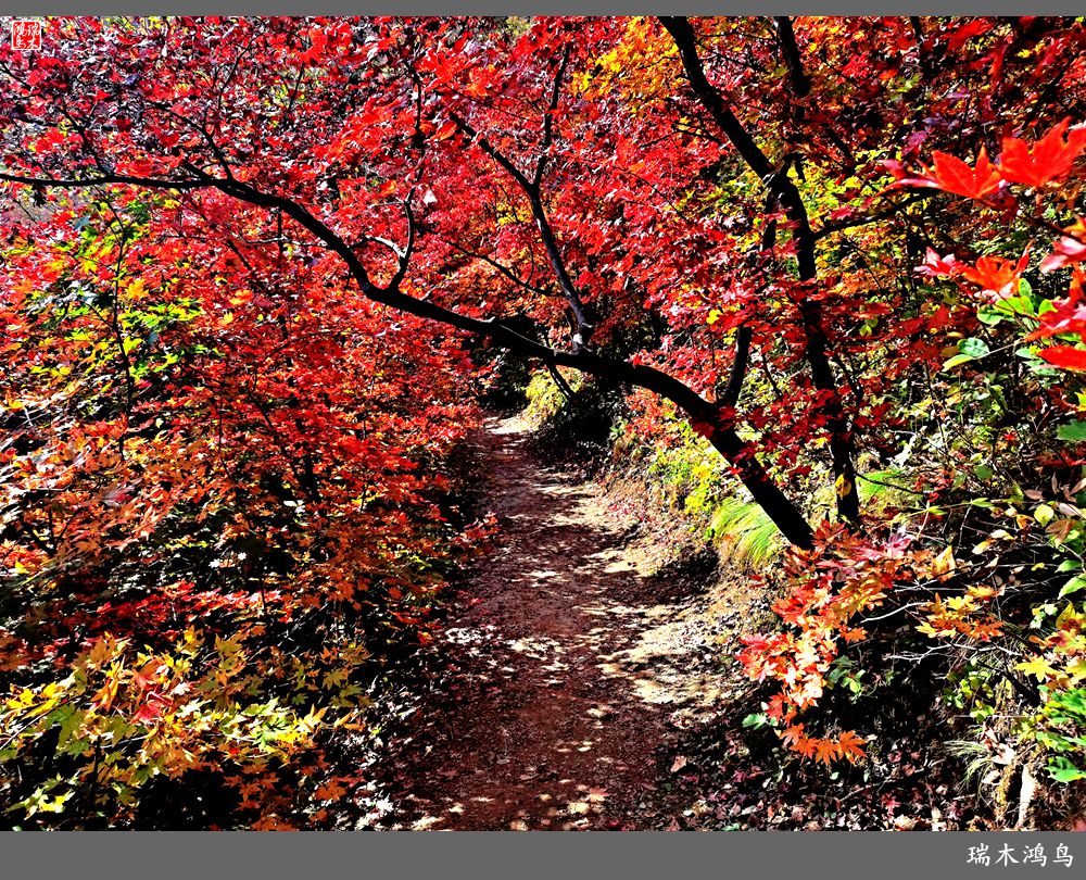 【秋游本溪】9.秋然龙道沟