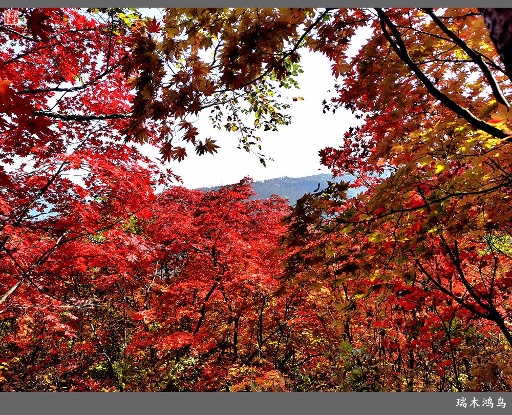 【秋游本溪】9.秋然龙道沟