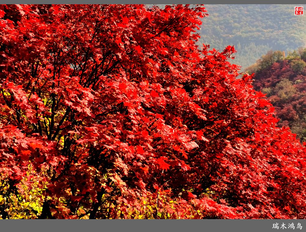 【秋游本溪】9.秋然龙道沟