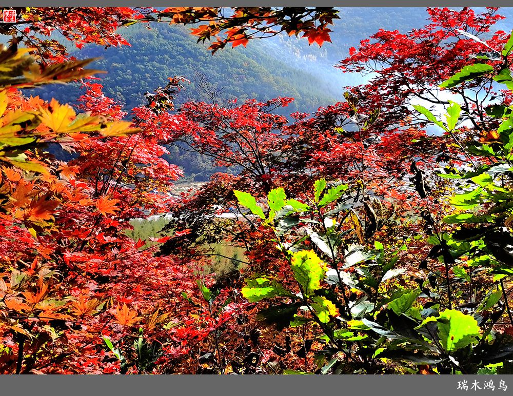 【秋游本溪】9.秋然龙道沟