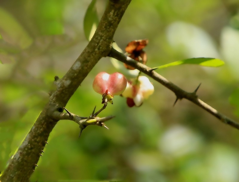 452【寿星老海南游摄日记】21.02.20卫矛果和猪屎豆!