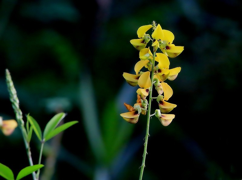 452【寿星老海南游摄日记】21.02.20卫矛果和猪屎豆!