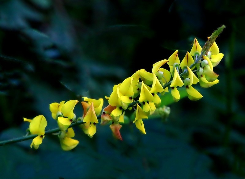 452【寿星老海南游摄日记】21.02.20卫矛果和猪屎豆!