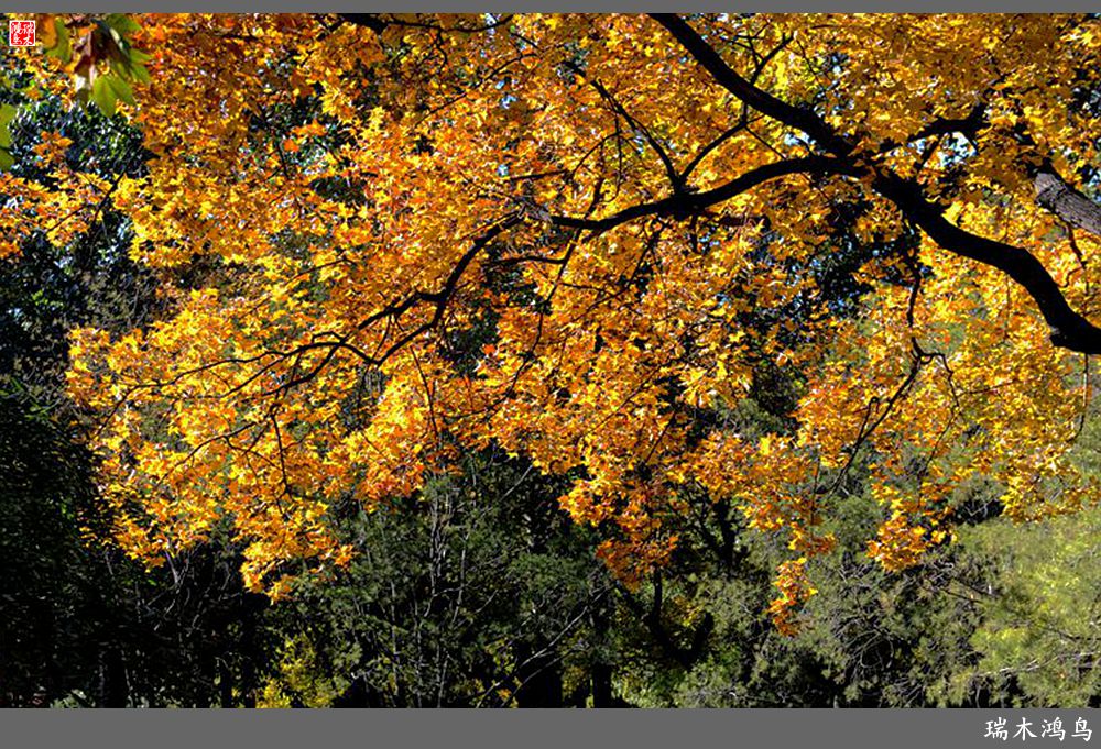 【追寻醉美秋色】62.秋日的憧憬，红叶情未了