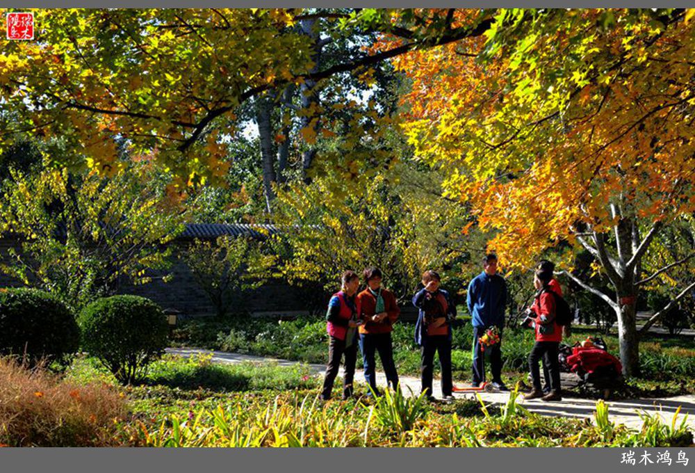 【追寻醉美秋色】62.秋日的憧憬，红叶情未了