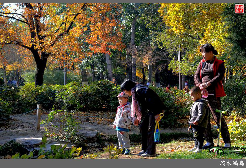【追寻醉美秋色】62.秋日的憧憬，红叶情未了
