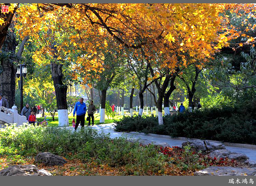 【追寻醉美秋色】62.秋日的憧憬，红叶情未了