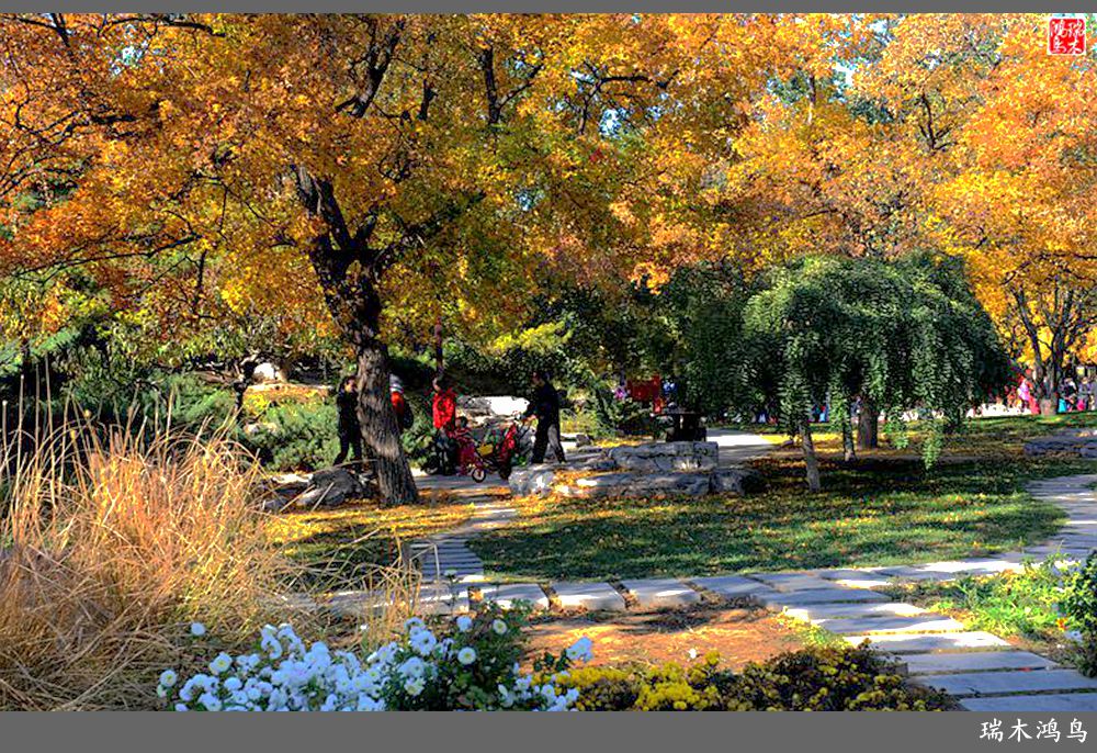 【追寻醉美秋色】62.秋日的憧憬，红叶情未了