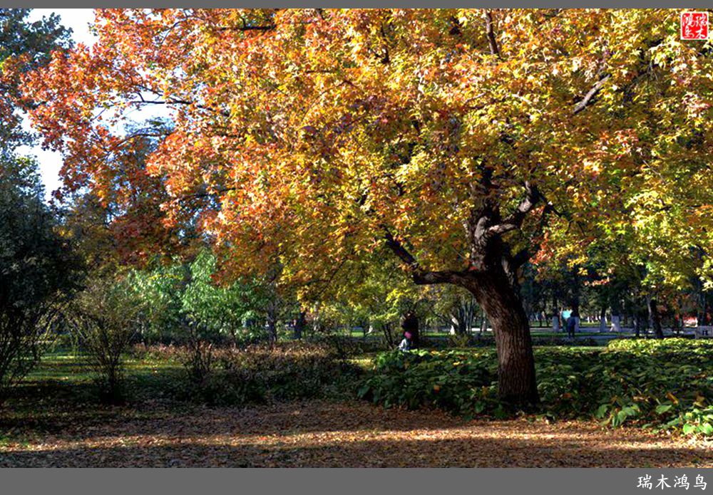 【追寻醉美秋色】62.秋日的憧憬，红叶情未了