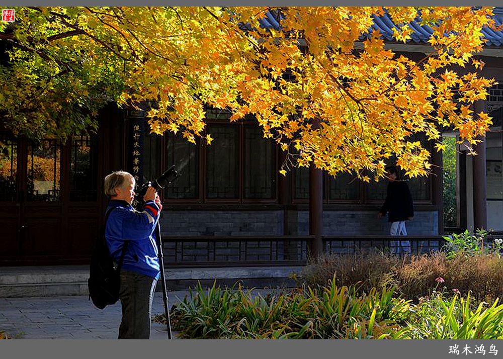 【追寻醉美秋色】62.秋日的憧憬，红叶情未了