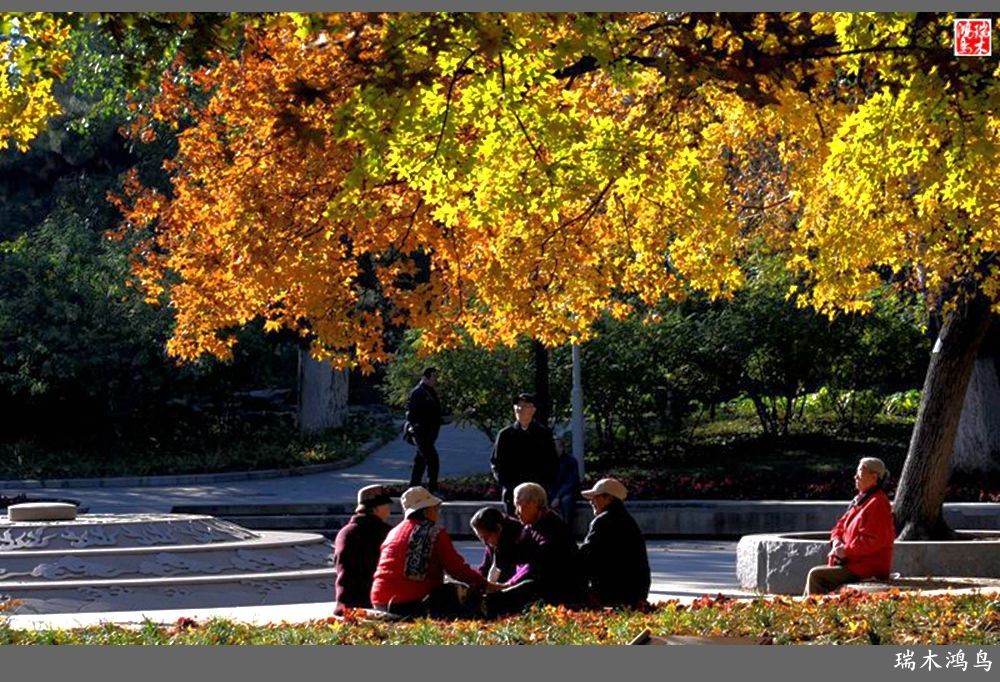 【追寻醉美秋色】62.秋日的憧憬，红叶情未了