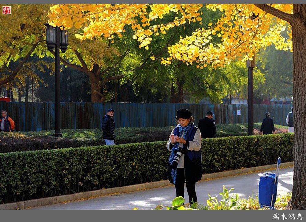 【追寻醉美秋色】62.秋日的憧憬，红叶情未了