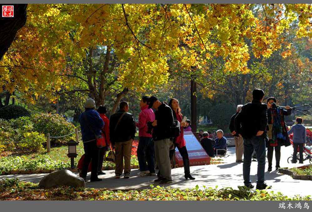 【追寻醉美秋色】62.秋日的憧憬，红叶情未了