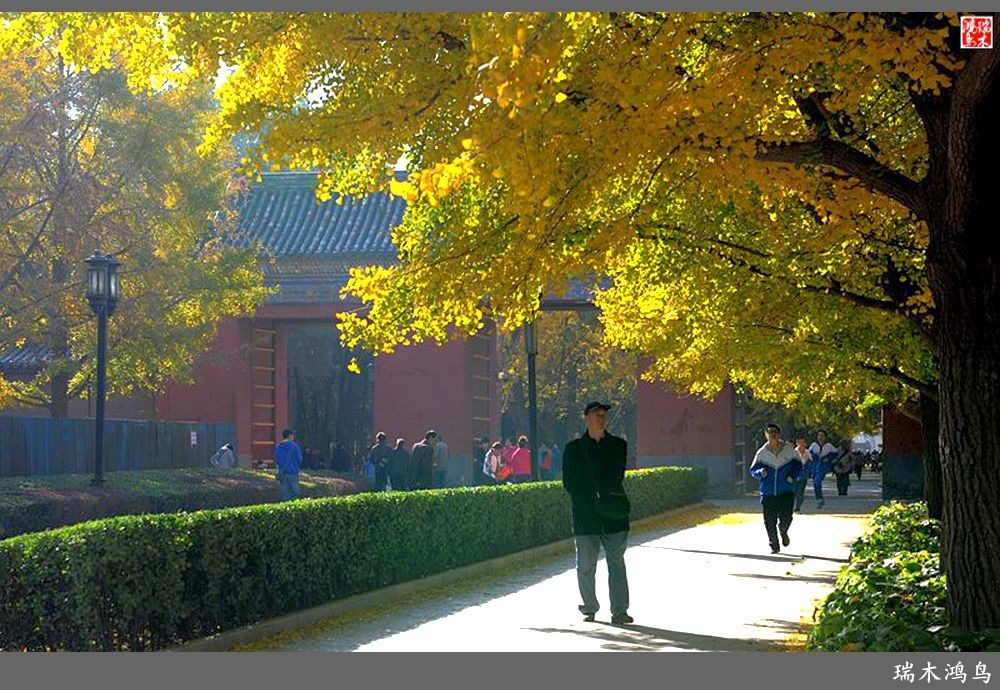 【追寻醉美秋色】62.秋日的憧憬，红叶情未了