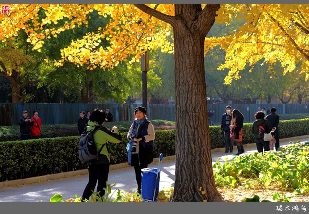 【追寻醉美秋色】62.秋日的憧憬，红叶情未了