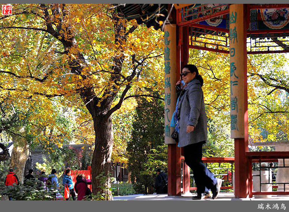 【追寻醉美秋色】62.秋日的憧憬，红叶情未了