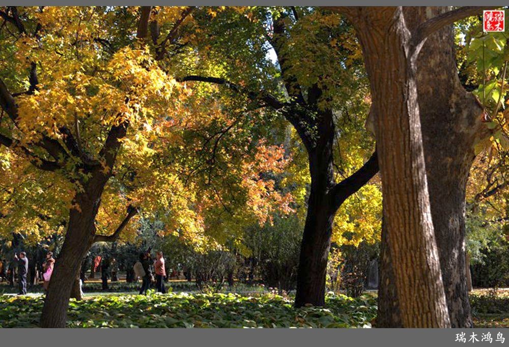 【追寻醉美秋色】62.秋日的憧憬，红叶情未了