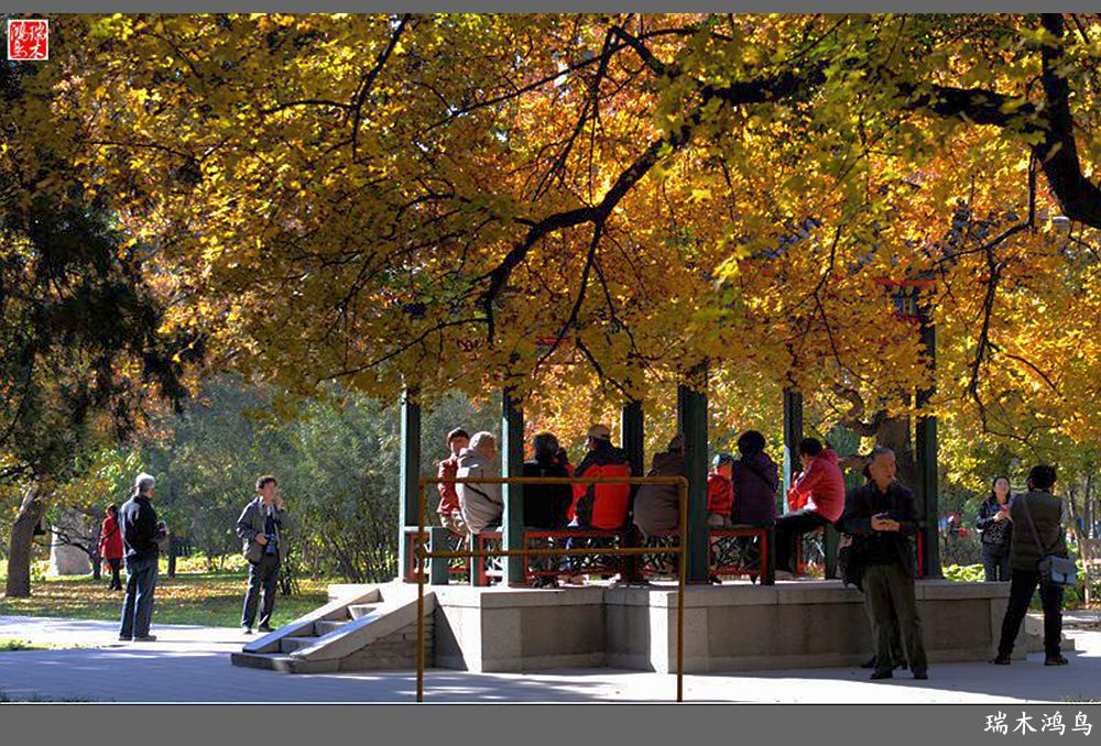 【追寻醉美秋色】62.秋日的憧憬，红叶情未了