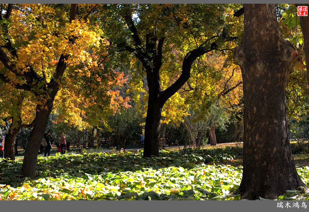 【追寻醉美秋色】62.秋日的憧憬，红叶情未了