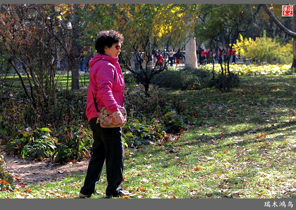 【追寻醉美秋色】62.秋日的憧憬，红叶情未了