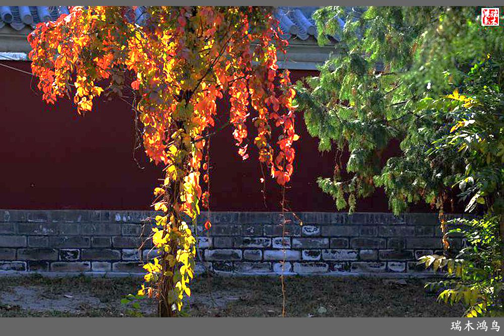 【追寻醉美秋色】62.秋日的憧憬，红叶情未了