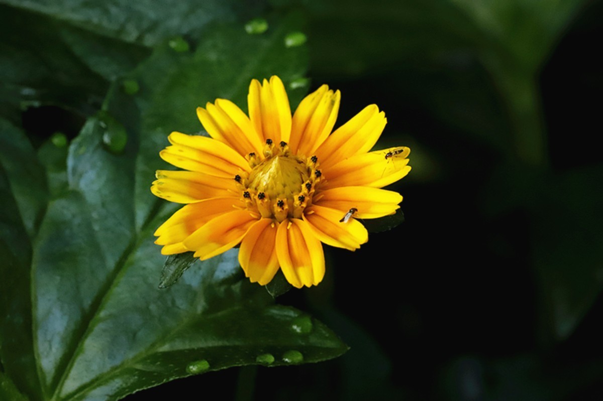 蟛蜞菊秋冬争艳灿若金-中关村在线摄影论坛