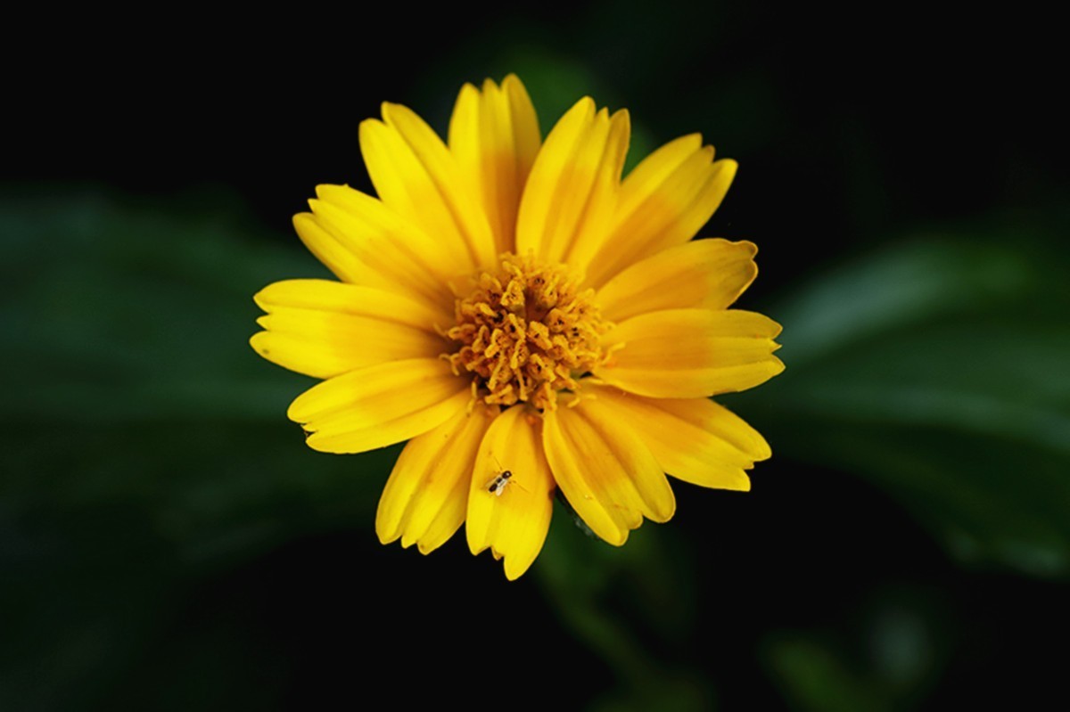 蟛蜞菊秋冬争艳灿若金-中关村在线摄影论坛