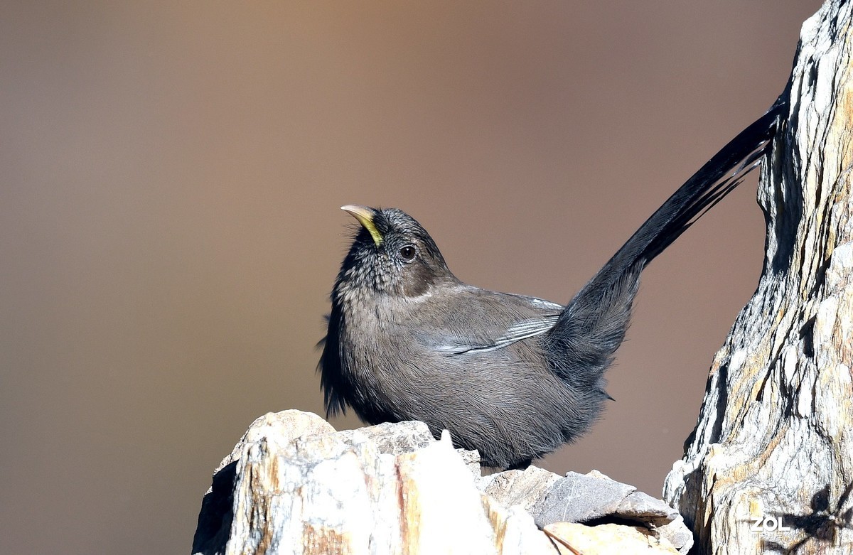 山谷中的山噪鹃