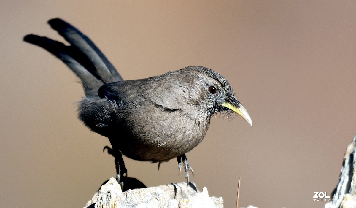 山谷中的山噪鹃