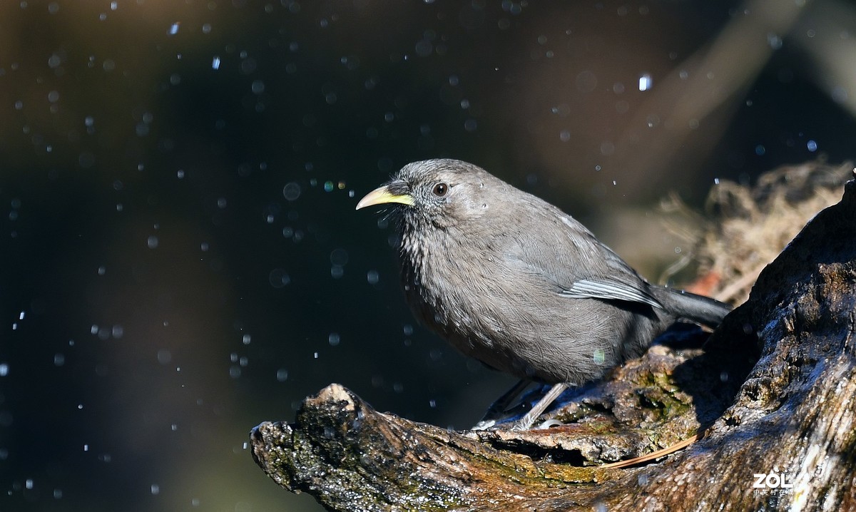 山谷中的山噪鹃