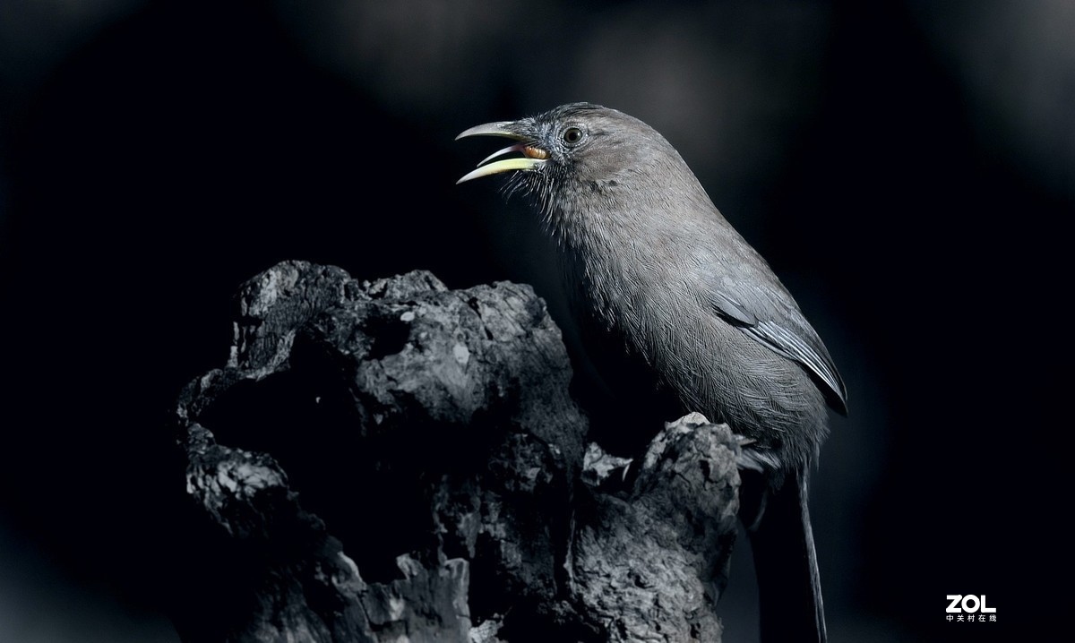 山谷中的山噪鹃