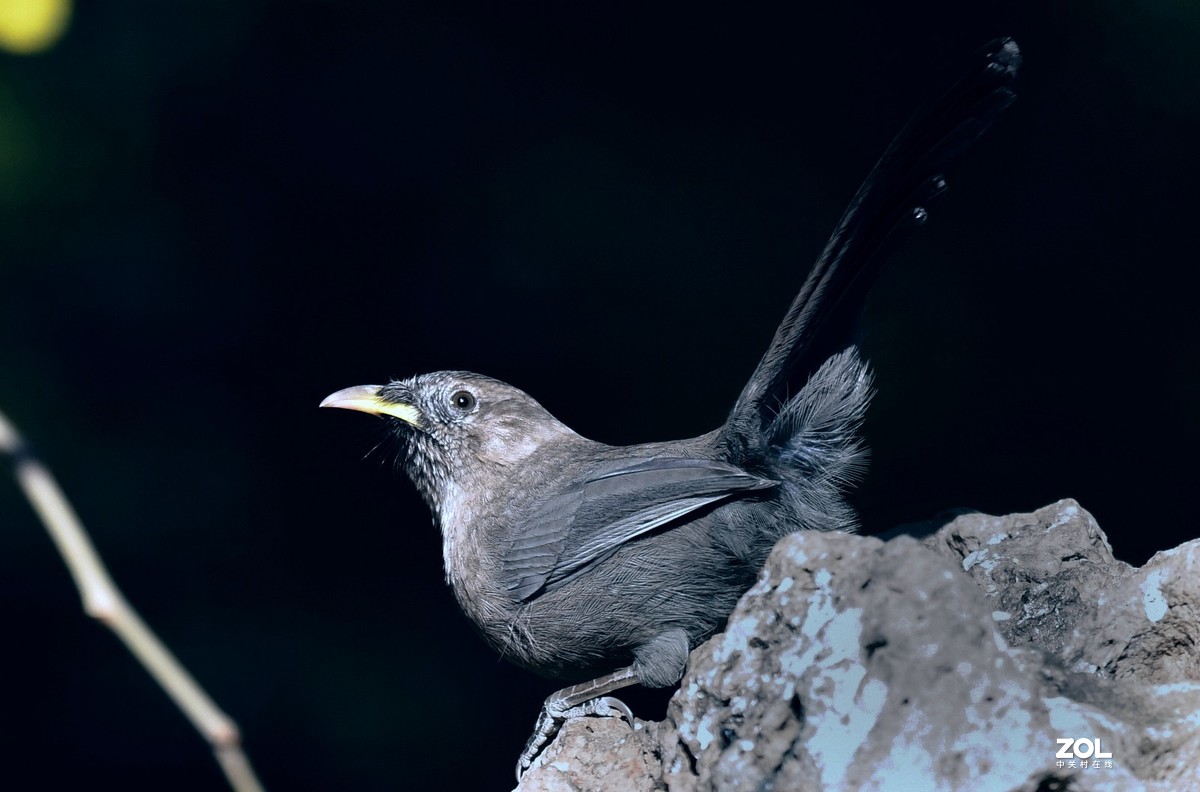 山谷中的山噪鹃