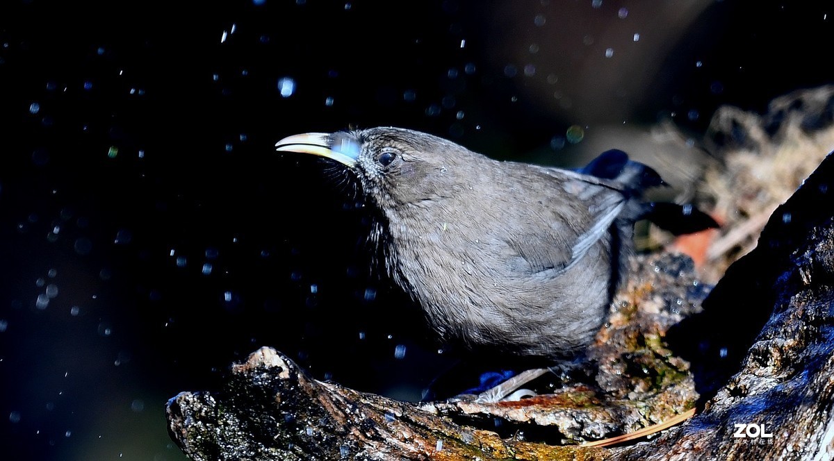 山谷中的山噪鹃