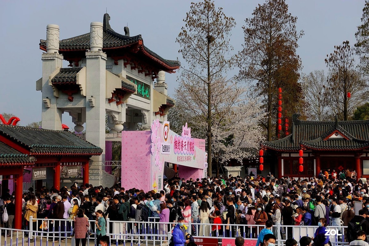 昨日樱花园