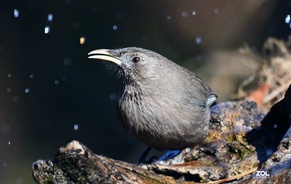 山谷中的山噪鹃