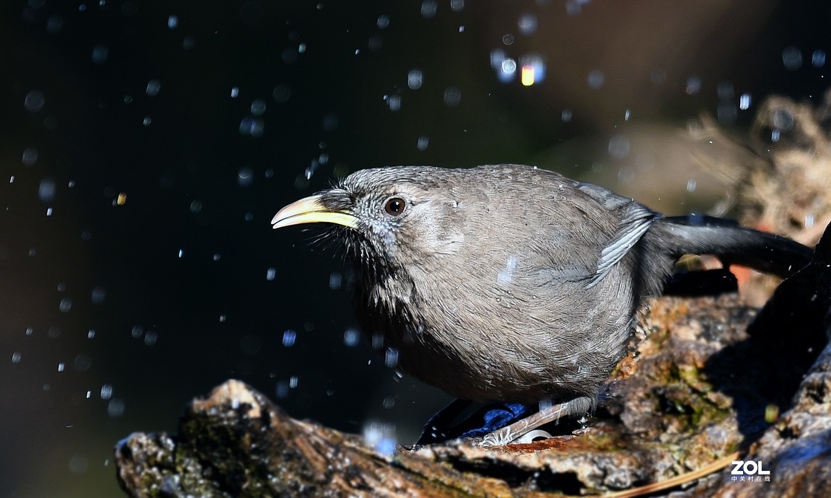 山谷中的山噪鹃