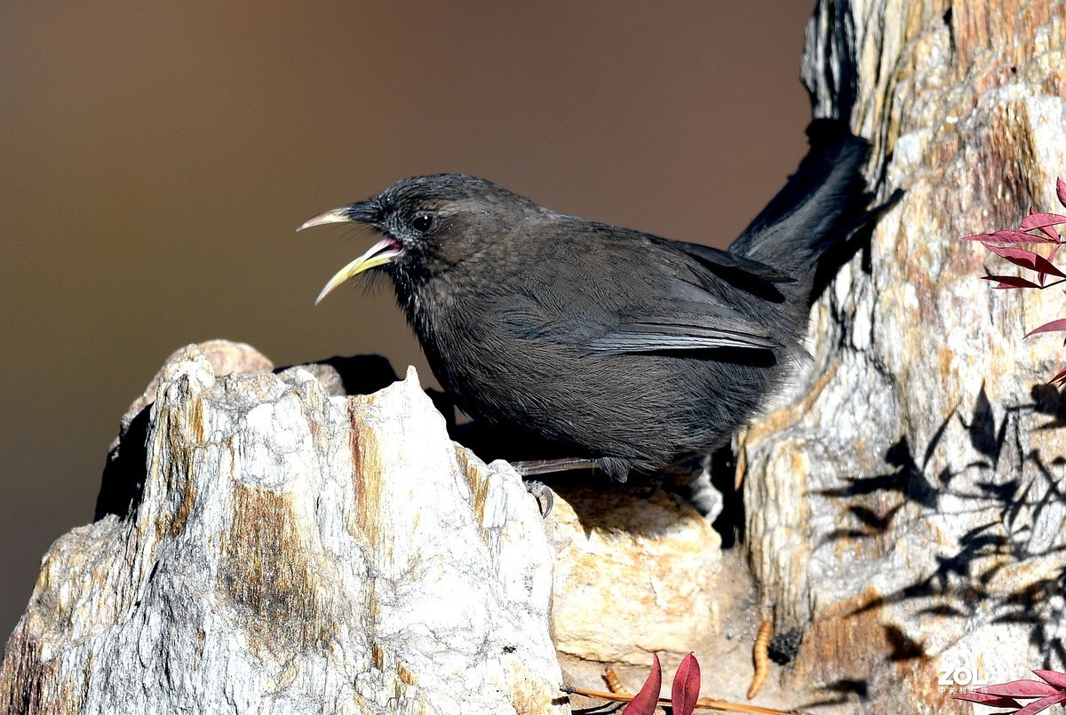 山谷中的山噪鹃