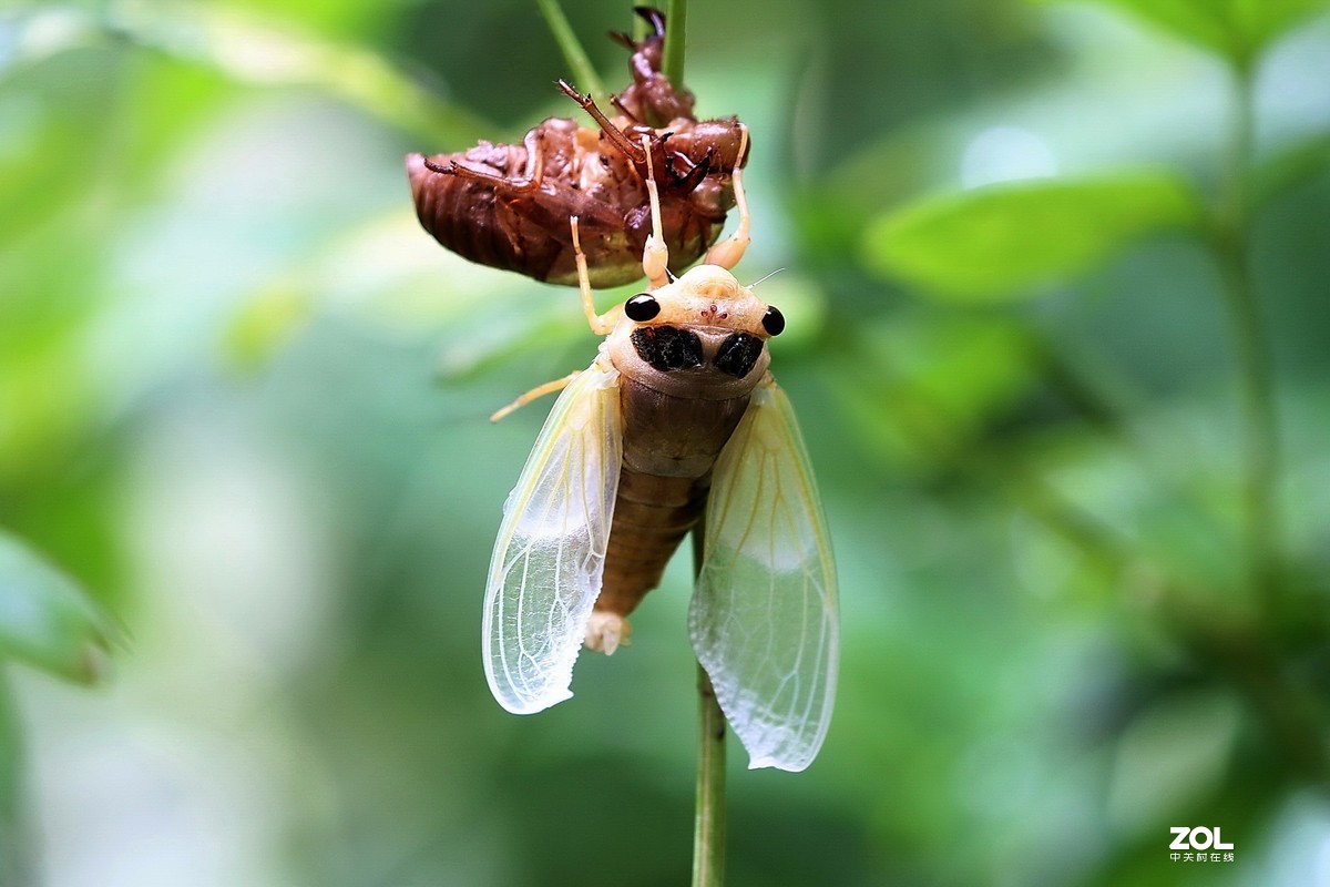 夏蝉蜕变20.