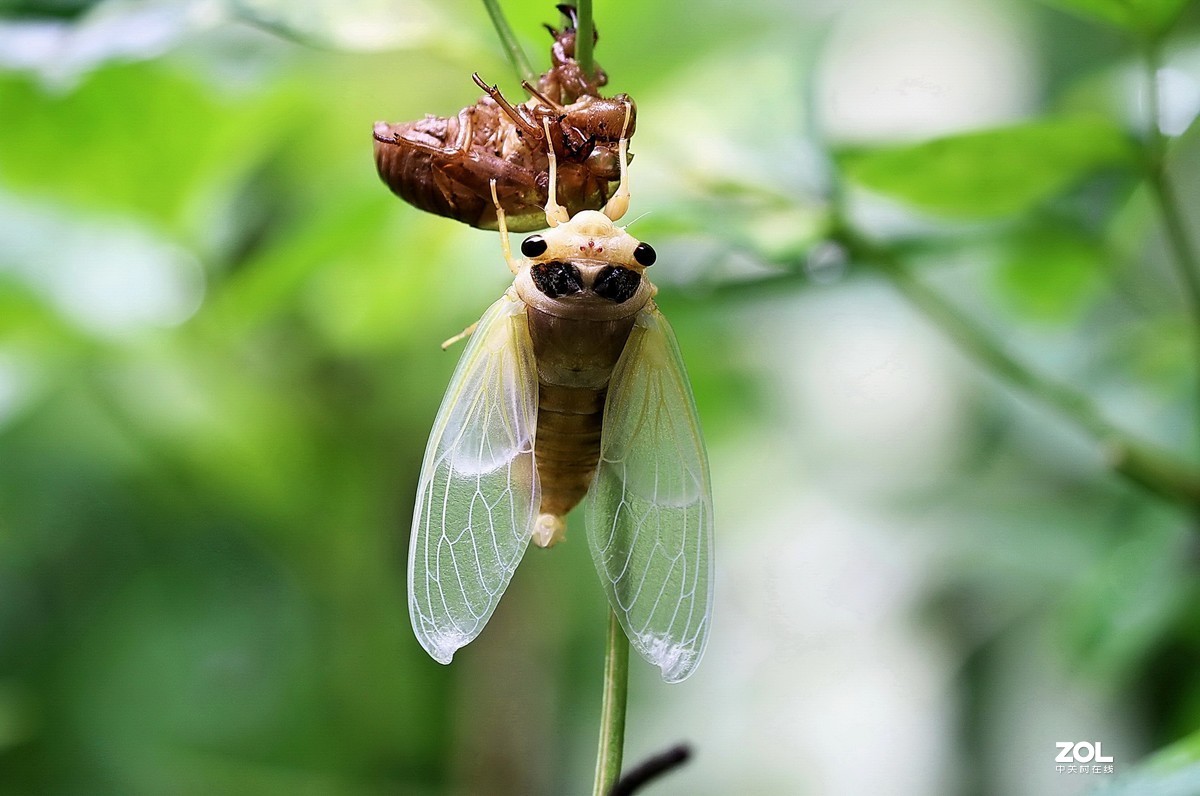 夏蝉蜕变20.