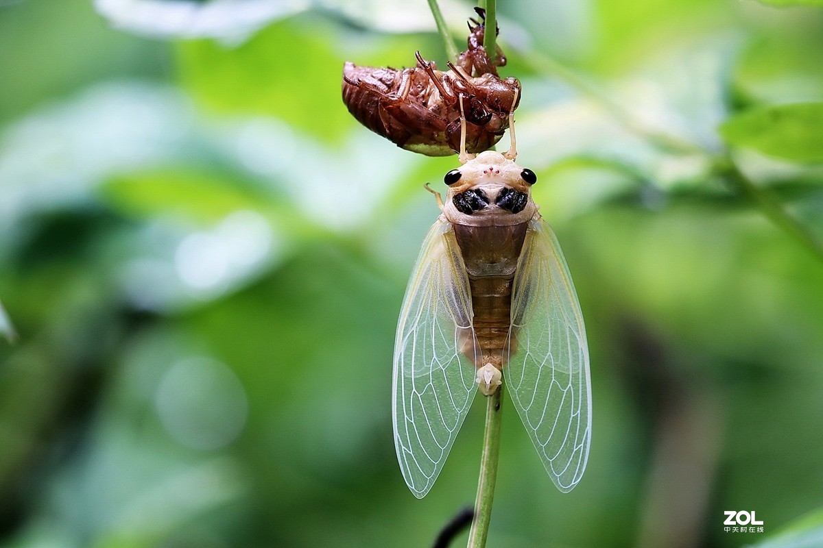 夏蝉蜕变20.