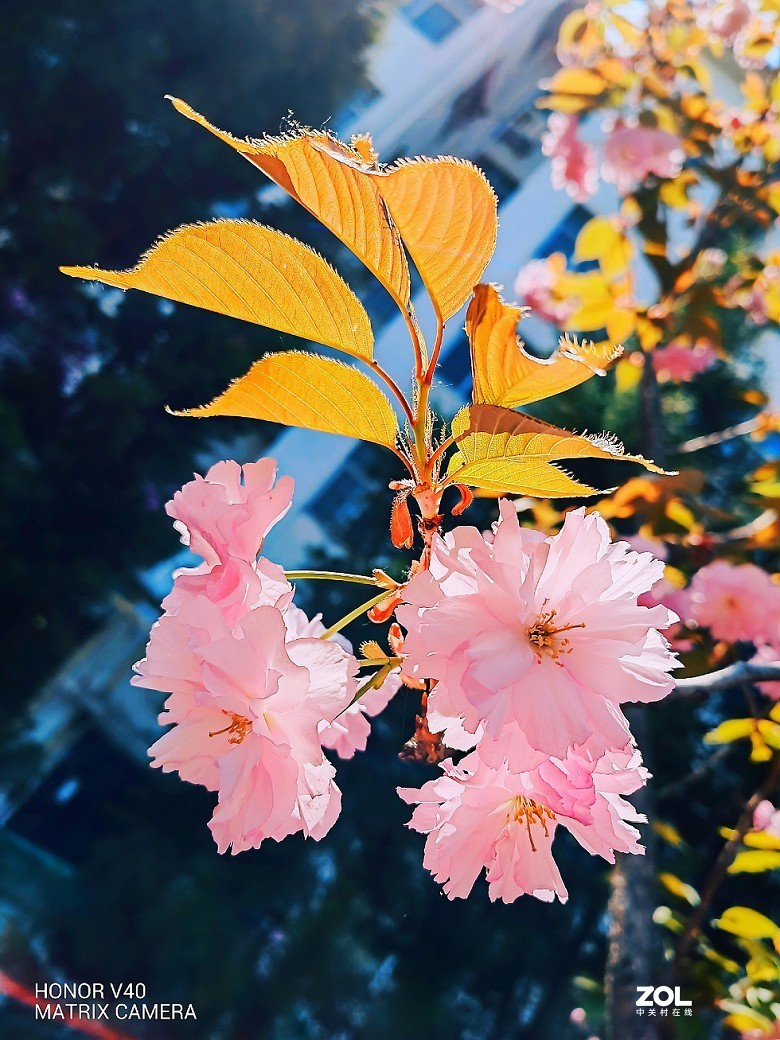 再来一组外出手机随拍的片，手机就这优势好好发挥一下！哈哈！